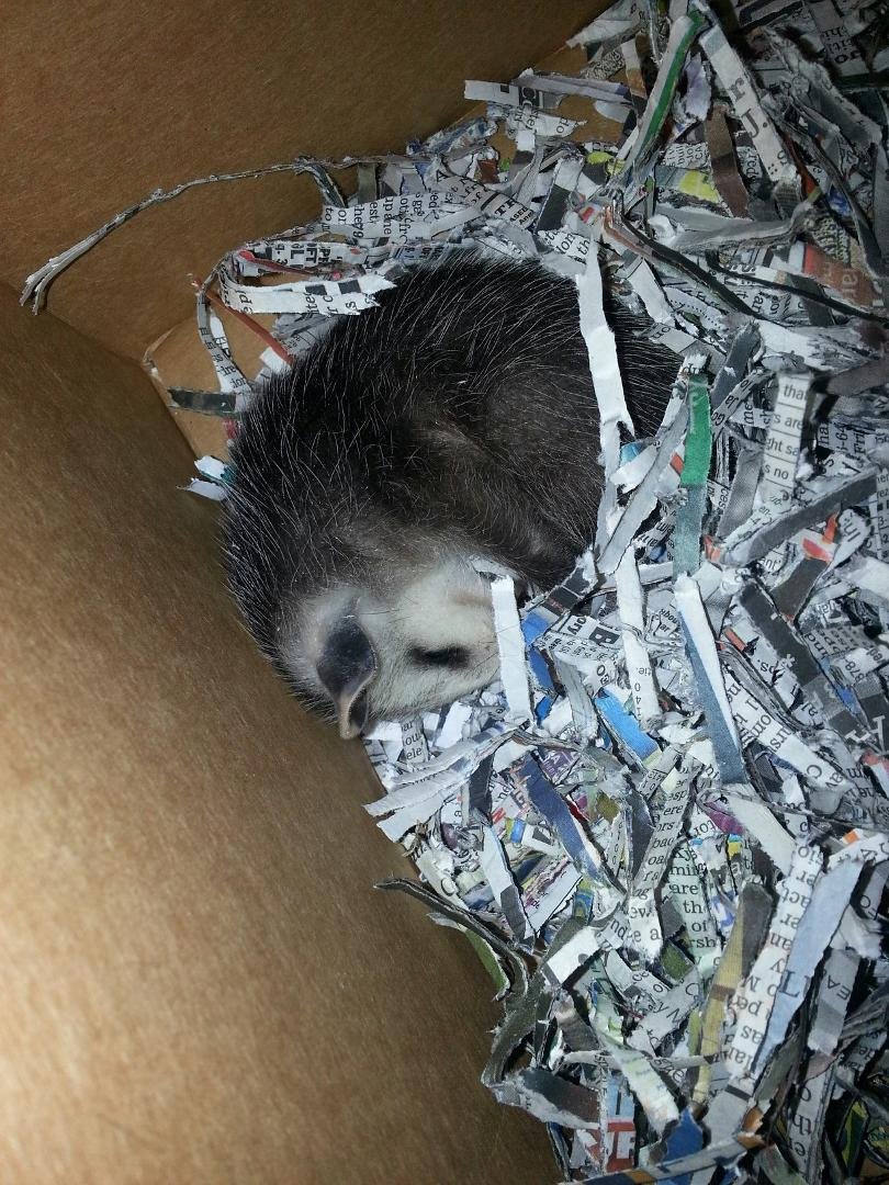 Sleepy little guy!!!
