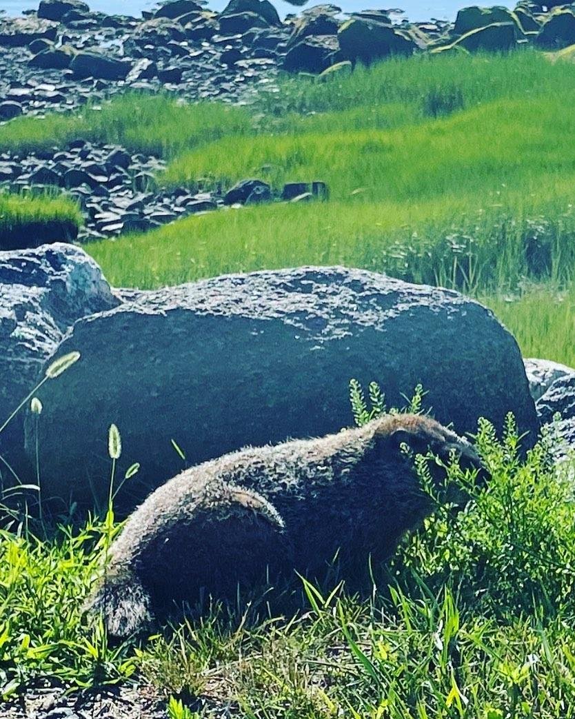 Greta the ground hog has some breakfast this morning at Tod’s Point, Greenwich, CT #lovegreenwich