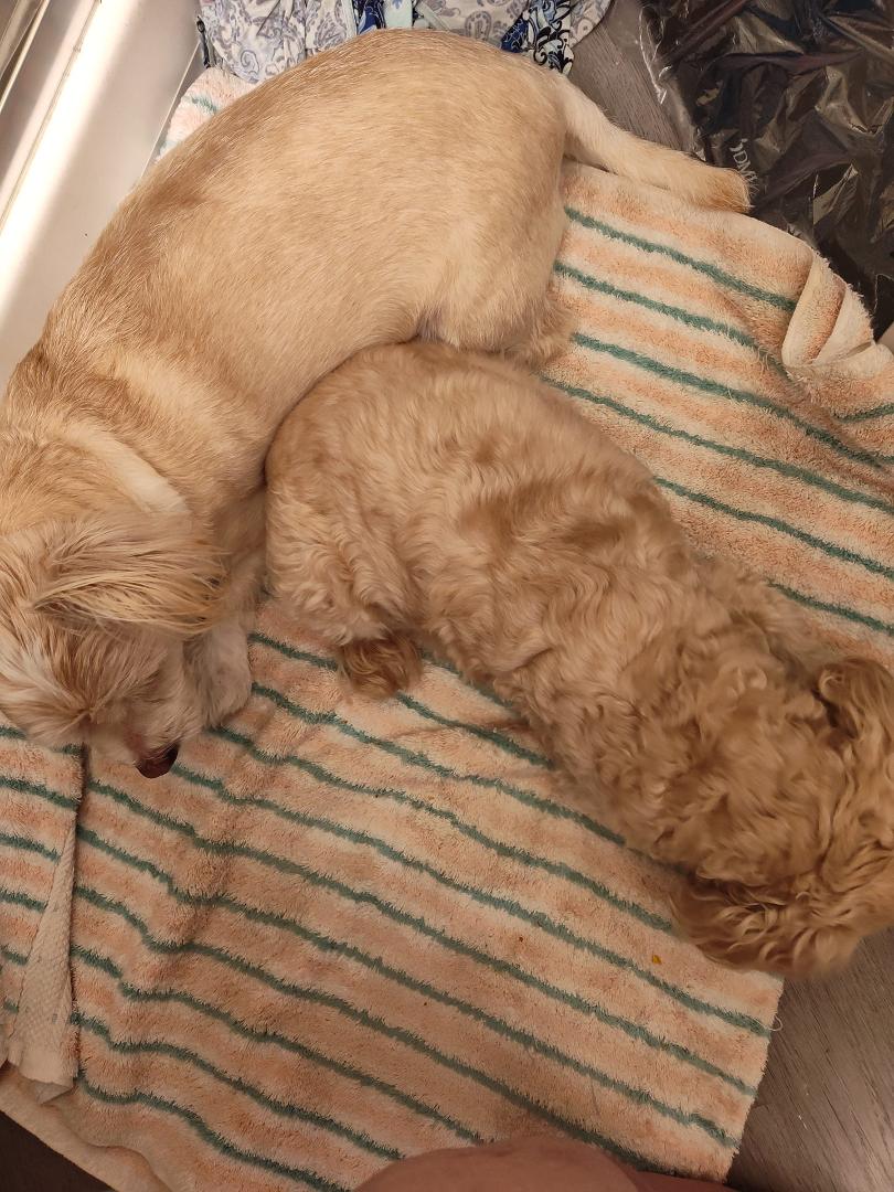 I often wonder why our animals have to follow us into every room we go into, I told them I'd be right back but here they are sitting right beside me.