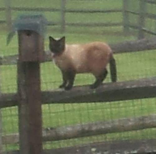 early this morning Ping decided to "guard" the blue birds -