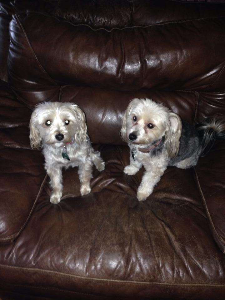 Happy National dog Day! from Meka and Mazie!