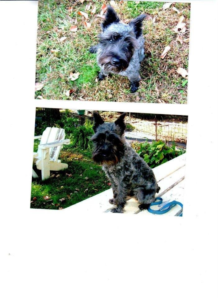 Elizabeth Robinson's album, Lost Dog