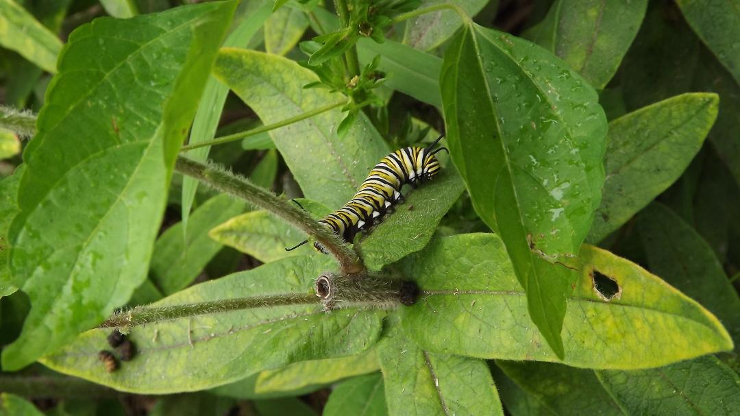 There were also two big caterpillars on the asclepias plants. #1