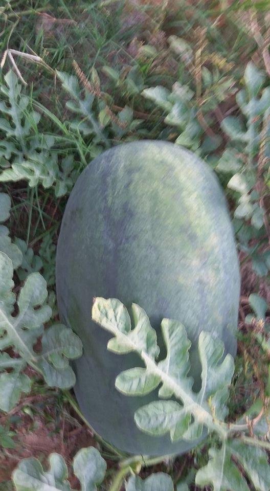 Watermelon for Thanksgiving in my garden