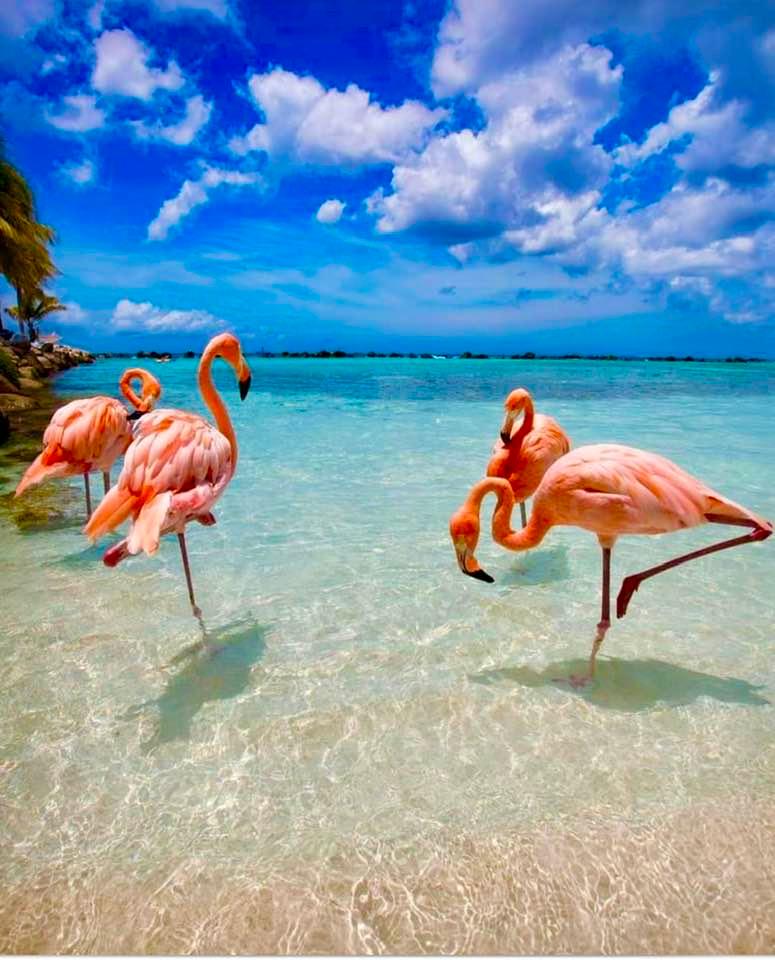 Beautiful Aruba!❤️