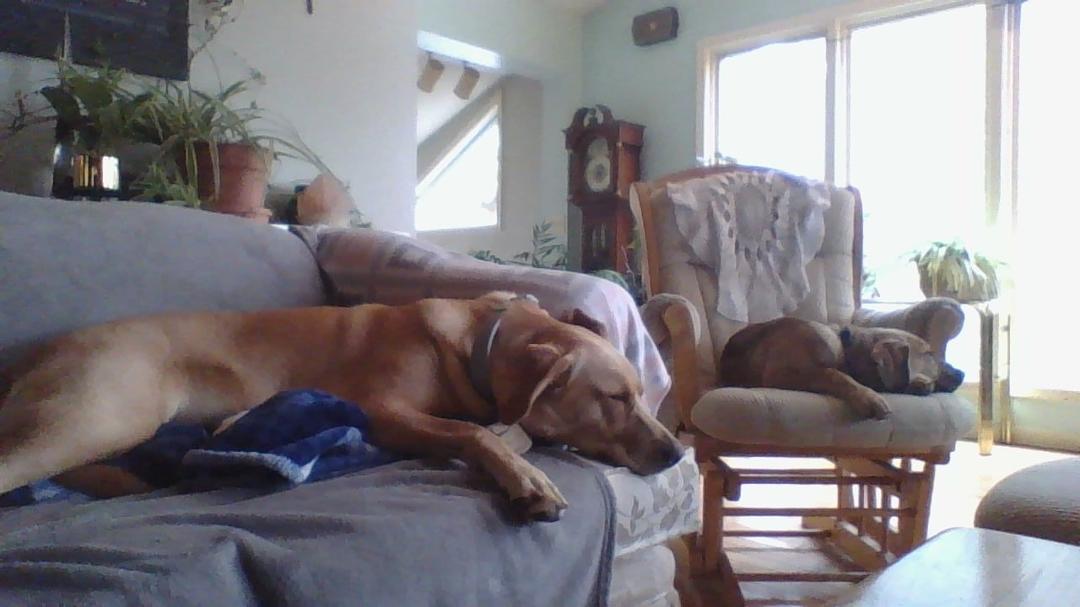 The pup on the rocker Is our new baby Bo Bear. He's 14 weeks, Lucy is our friends dog Lucy, she's almost 2. I think he will be BIG!