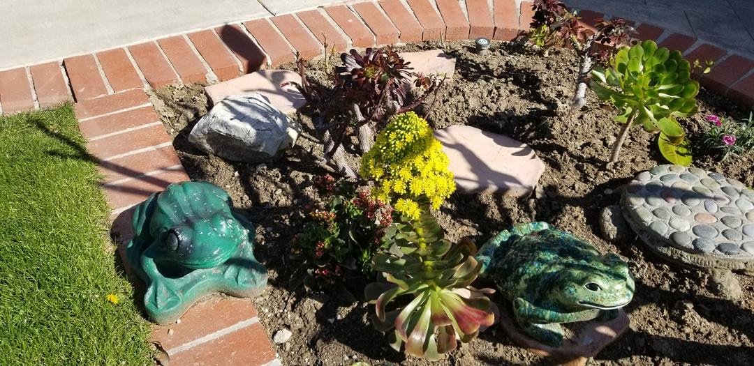 Another blooming succulent