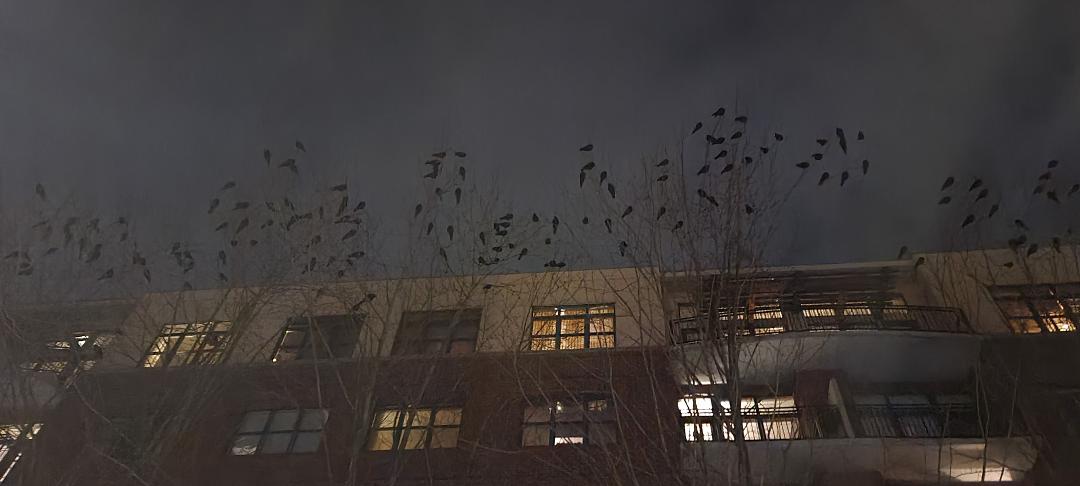 Crows roosting in NW Portland.