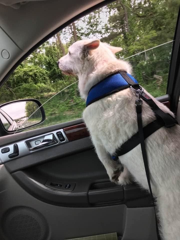 Lilly loves a car ride