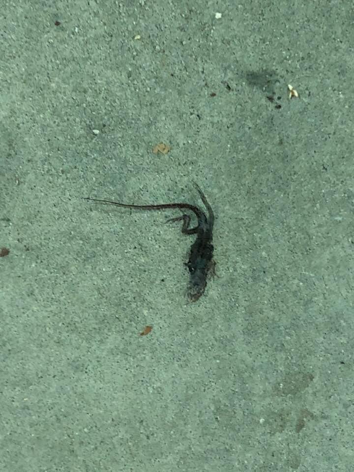 He didn’t make it