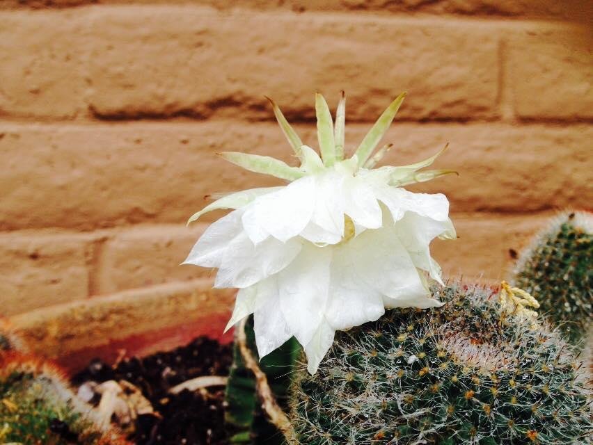Cactus flower.