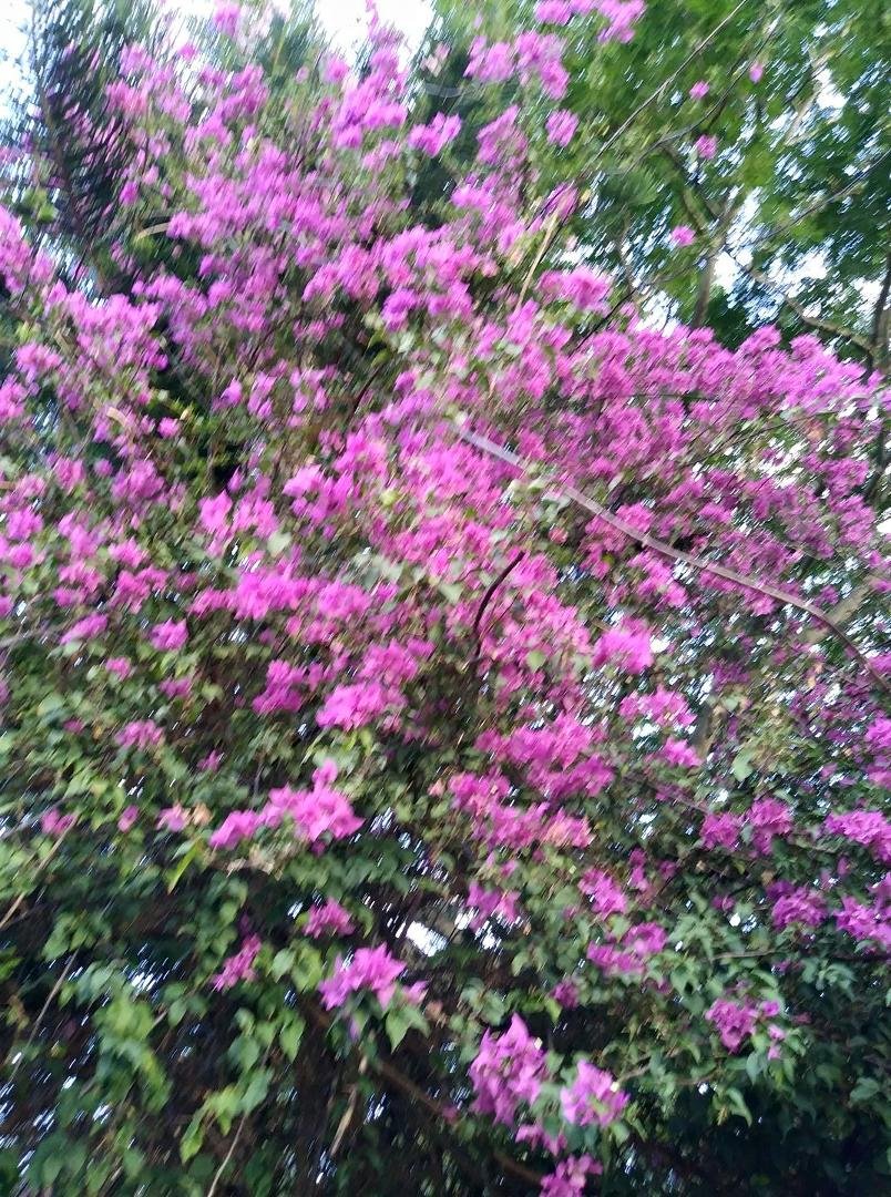 Bouganvila growing in Cook pine tree. Walking Missy near Red Hill Elementary.