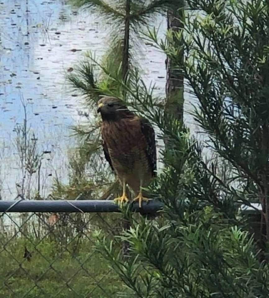 Beautiful Red Shouldered Hawk came by for a visit today, I think it was admiring Dexter who was sitting at the kitchen bay window 😳