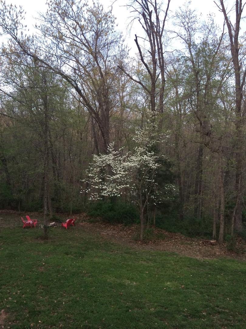 Finally home! My backyard has lots of flowering dogwood trees.
