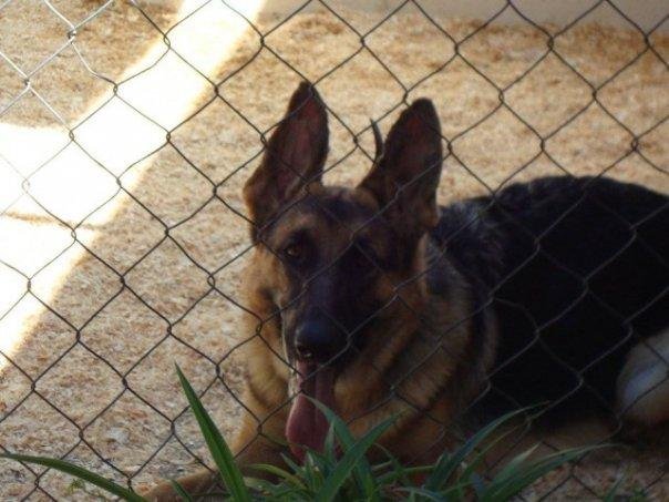 Maya Sabra -8 mo? w/ her ear taped -Tucson