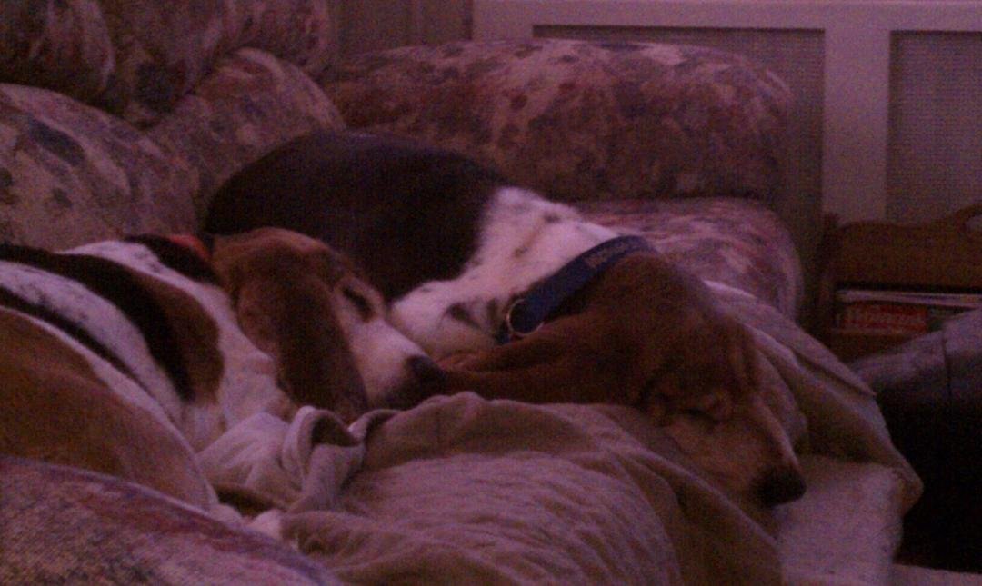 Basset buddies guarding their sofa