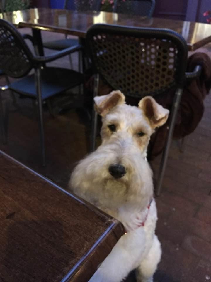 Lilly the mighty Wire Fox Terrier. Happy Intl. Dog Day Lil!
