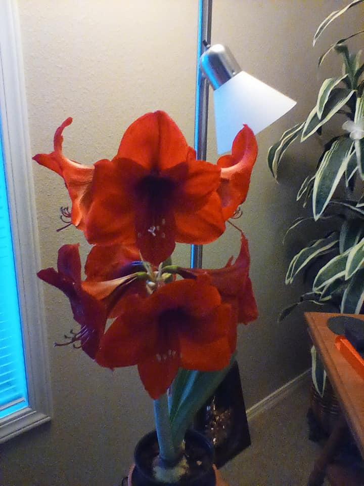 Barbara Fischer's album, Mobile uploads