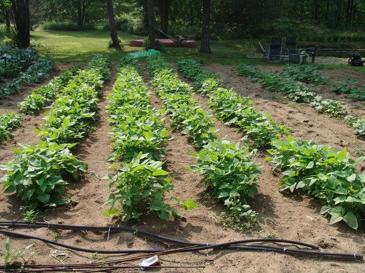 Top Crop Green Beans-Eat and freeze the rest. 100 quarts last year. Will pull and start second batch??Michigan weather??