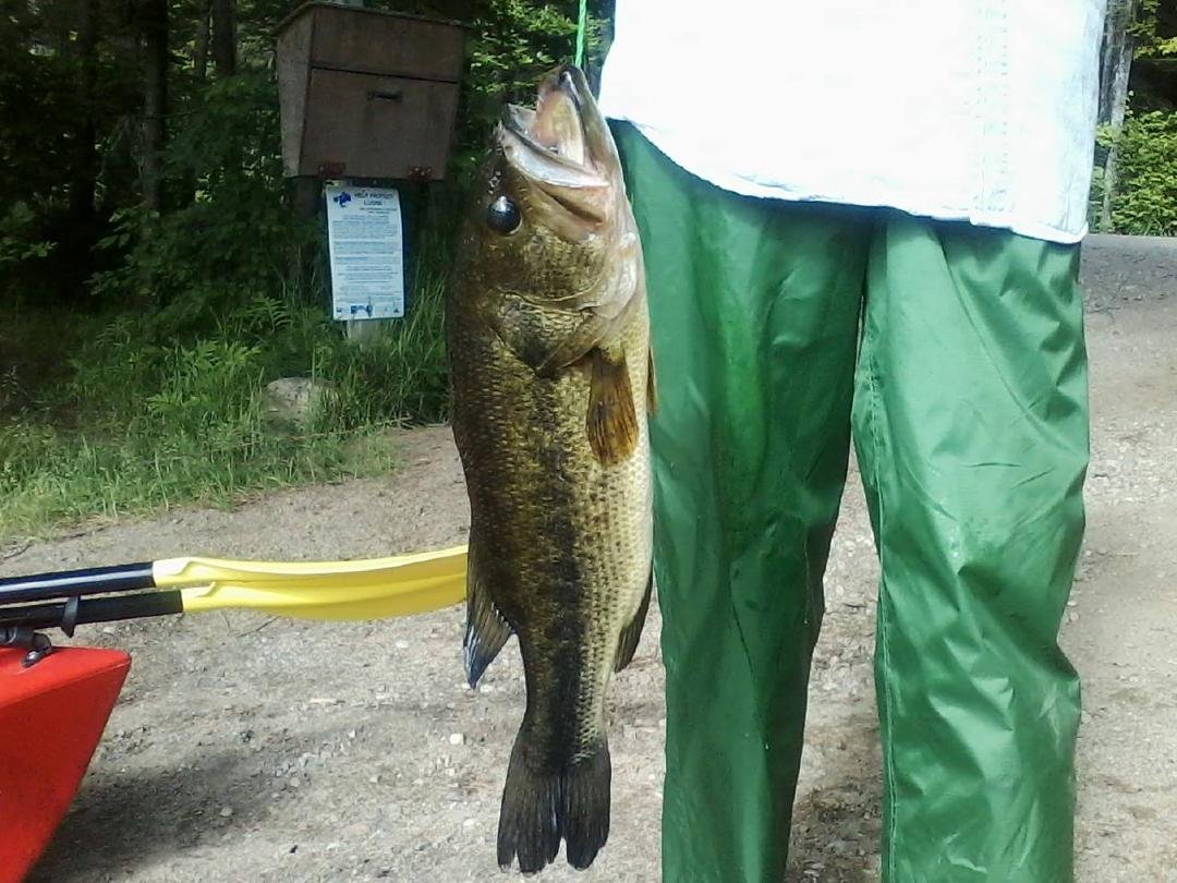 Opening Day Of Bass Fishing June Of 2014,  18 1/2" Bass. I don't know how much he weighs but he was GOOD!