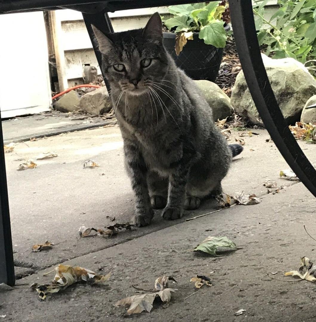A stray cat visited Noelle this morning (Main St. and South Elgin Blvd) Anyone recognize him?