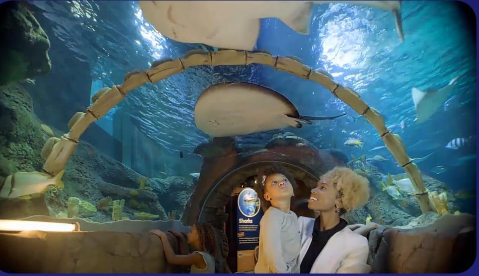 Under water tunnel in the aquarium