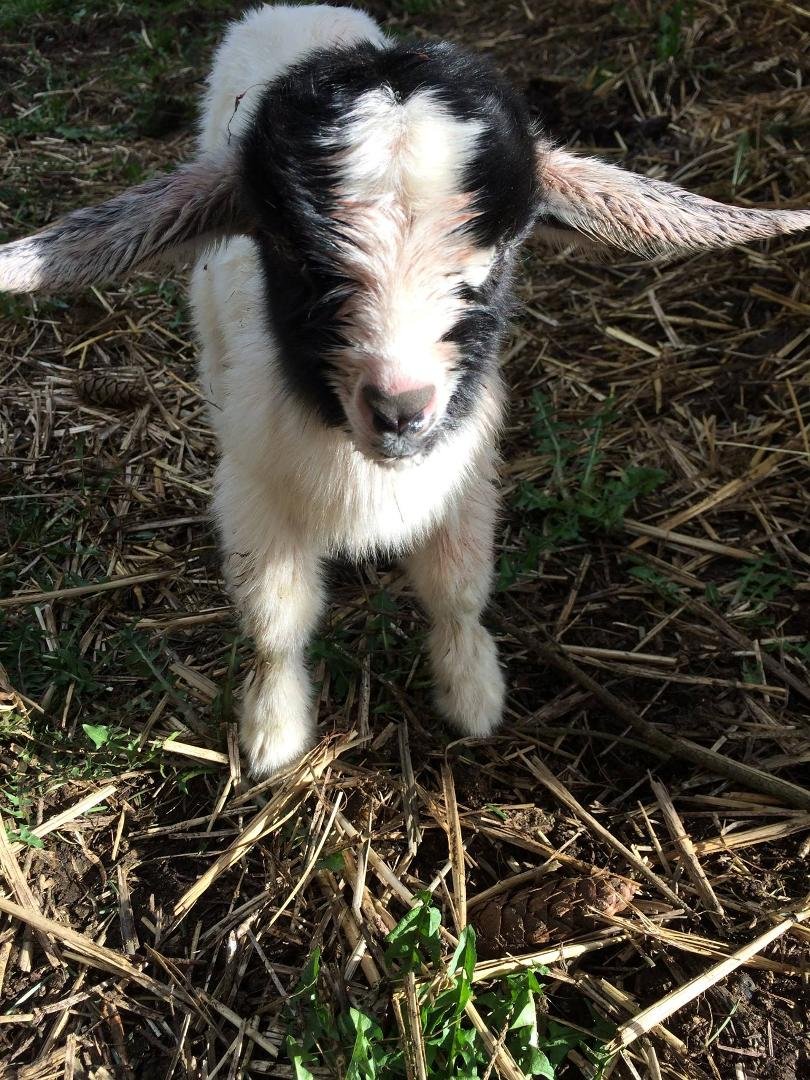 We have two new "kids" in the family---Sherman and Pandora!! This is Pandora....Sherman is black with white ears...pic to come soon
