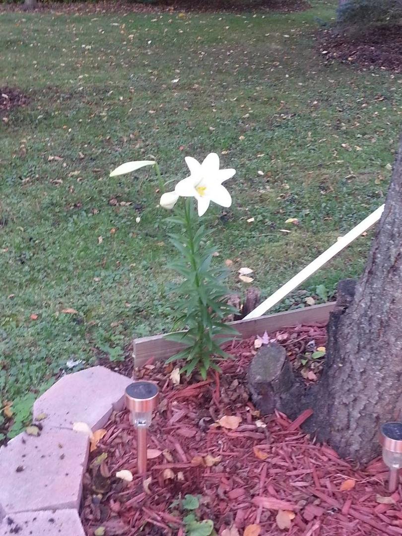 First time I've had an Easter lily rebloom in October, outside.