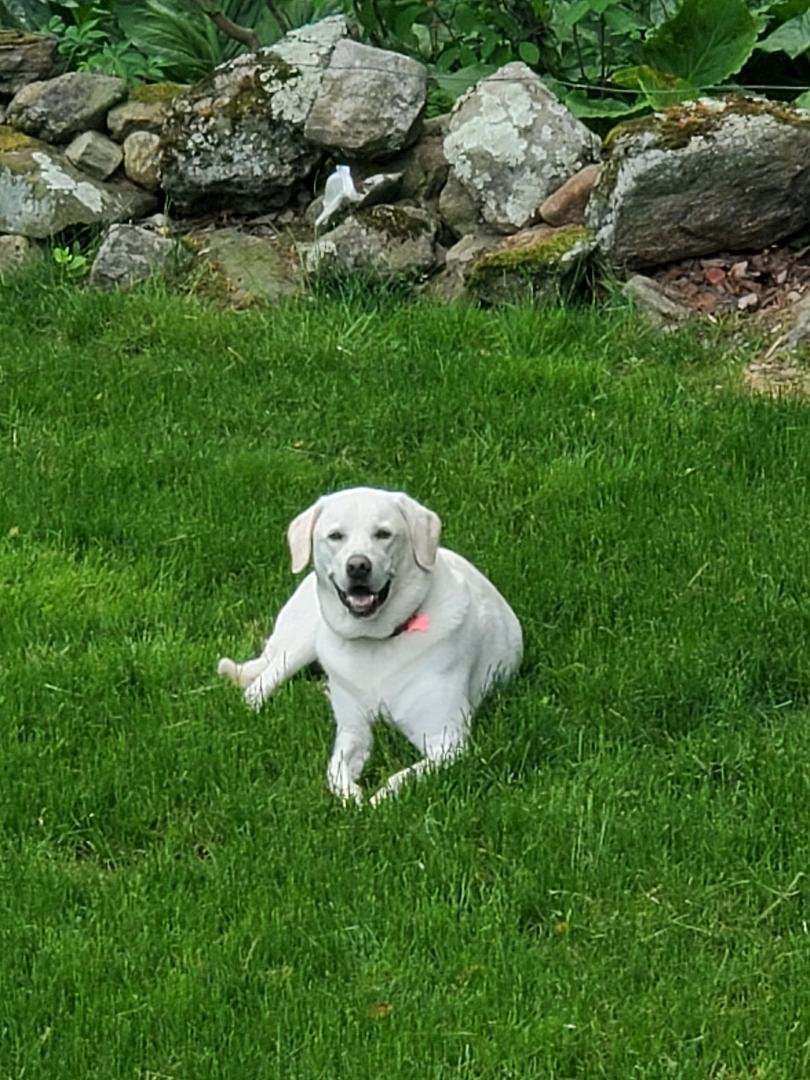 Hi all.. Just chillin in the yard on a beautiful day.
