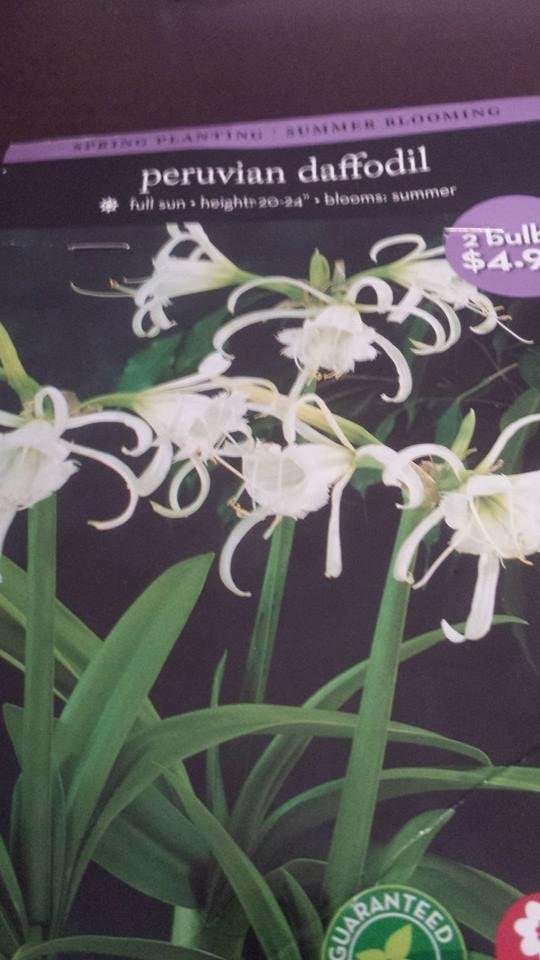 I got these bulbs at walmart. The ones I planted last year were beautiful. You may remember I posted a picture of them. Try it........you'll like it!!