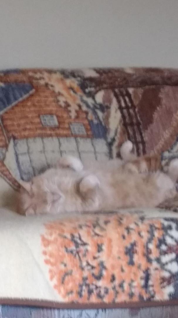 Some cats like to sleep all curled up in a ball. This is Banjo's favorite position to sleep in.