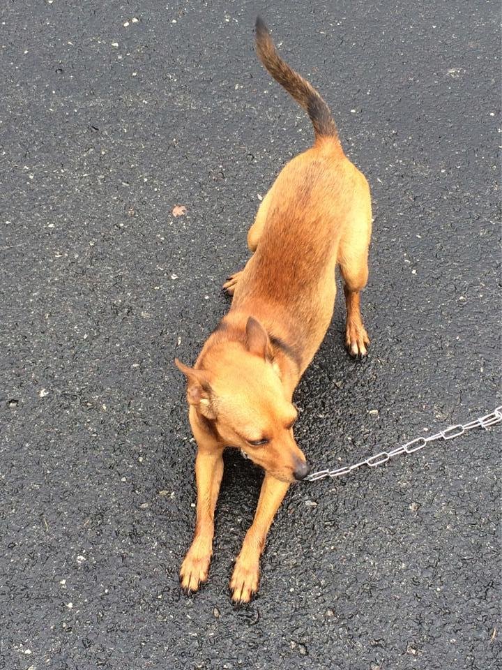 Small brown dog hooked up approximately 8 to 10 foot chain. The chain is new so we know he has escaped from somebody's home and got away. 298-4248