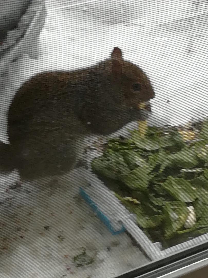 This squirrel? Yeah, he's my spirit animal. I offered him a full salad bar and he went straight for the potato chips.
I love this guy!