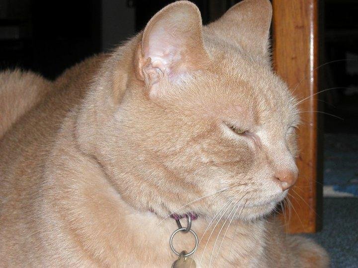 disinterest