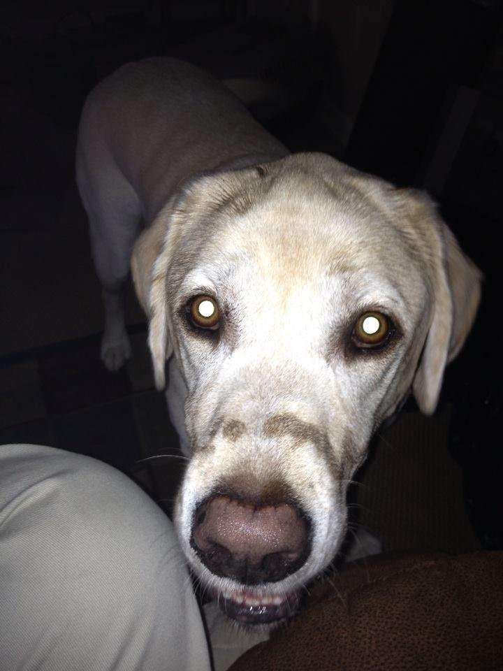 The guilty face, been licking around the grill!