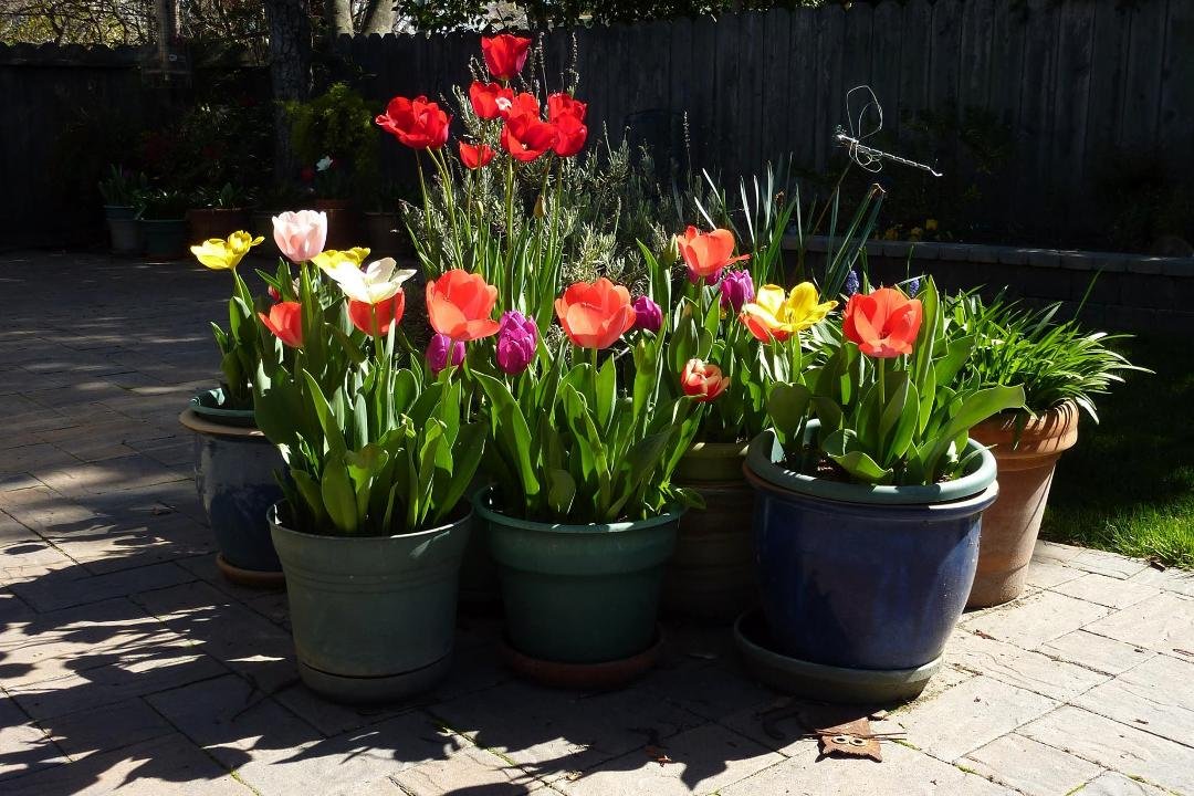 Spring in Saratoga California