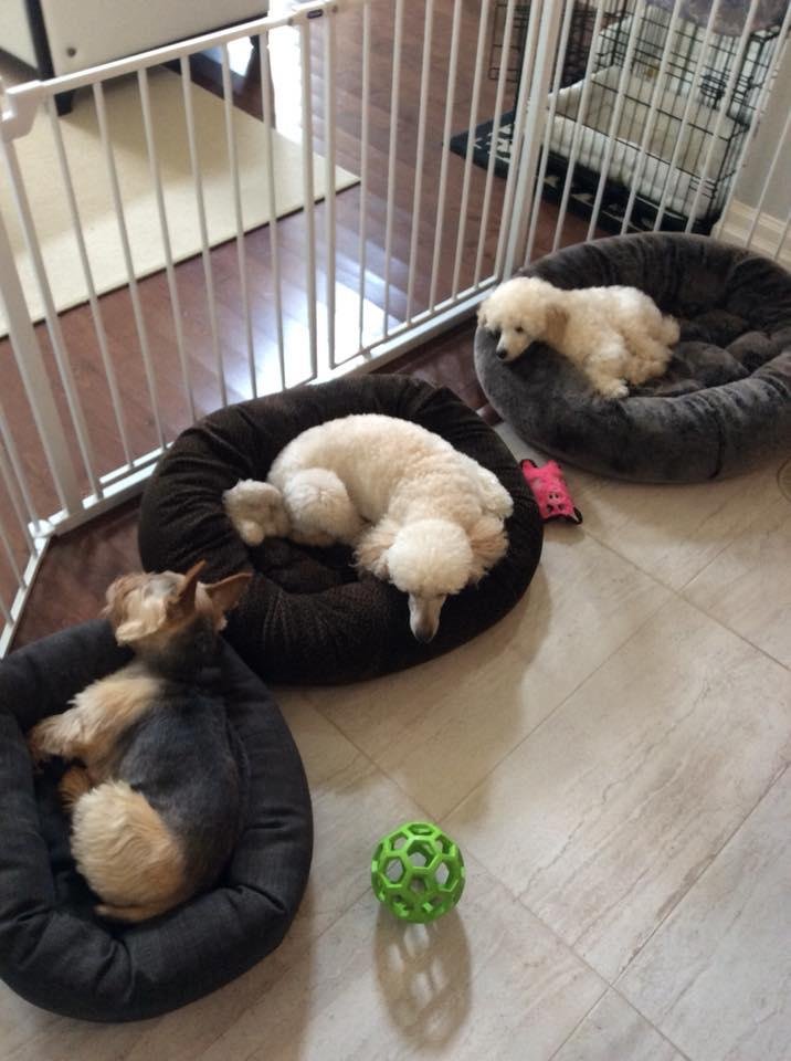 We are a three dog family now: Casie is 10; Jazz is 2; and Jasper is just over 3 months old. Waiting for me to finish the lunch dishes, and go outside to play. I guess I waited until retirement to become a domestic.