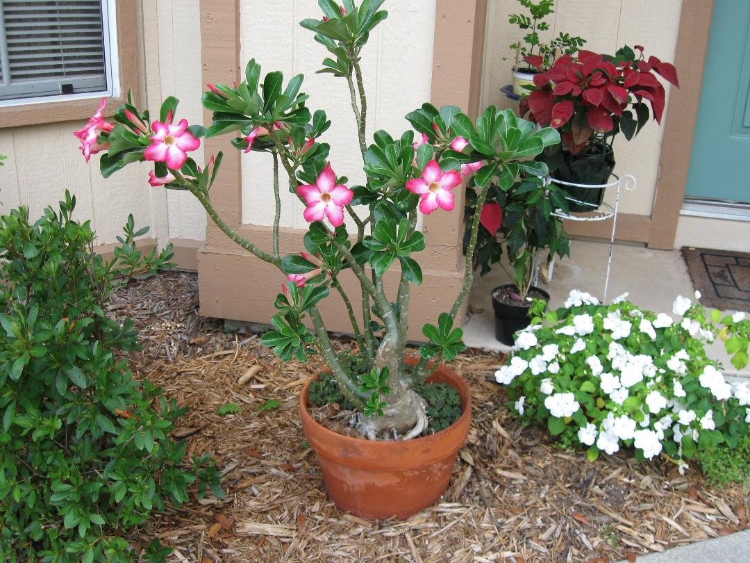 super blooming desert rose at the front door