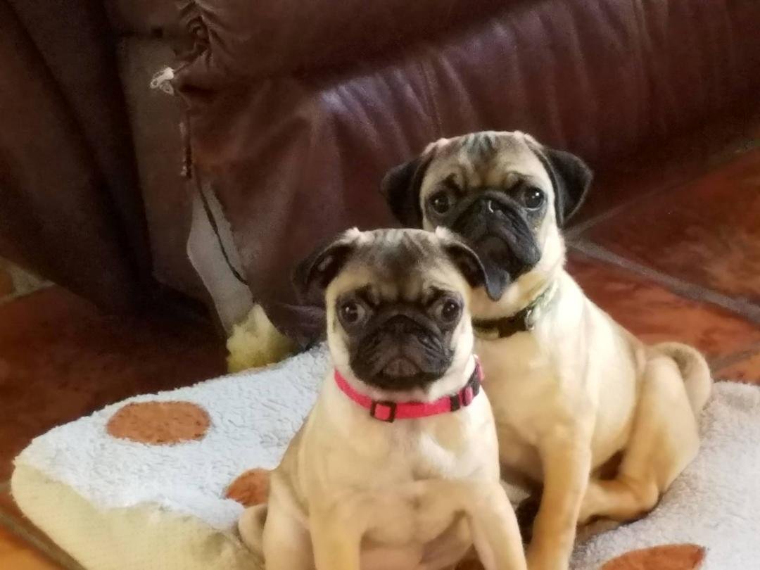 Betty and Lucy. My babies