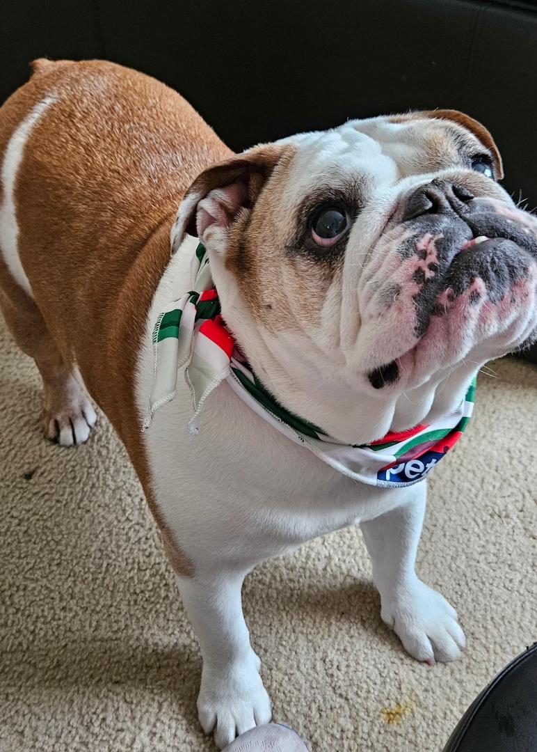 Vet says her blood work came back normal. She should lose a couple pounds 😂 but otherwise she is good to go! She got a good bath and she's back to old self. 🤦♀️
Thank you all for your prayers. 💙🙏