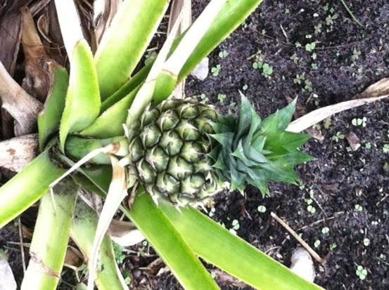 Here is my first pineapple . It is about the size of my fist and it only took about 5 years to grow. We'll see how big it can get!