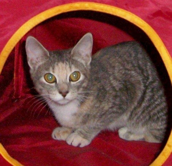 LOST CAT...Sweetie went missing early on Memorial Day she is 11 months old, spayed but not declawed. When she got out she had purple nail covers (soft paws) on her front claws. She is strictly an indoor cat and not used t