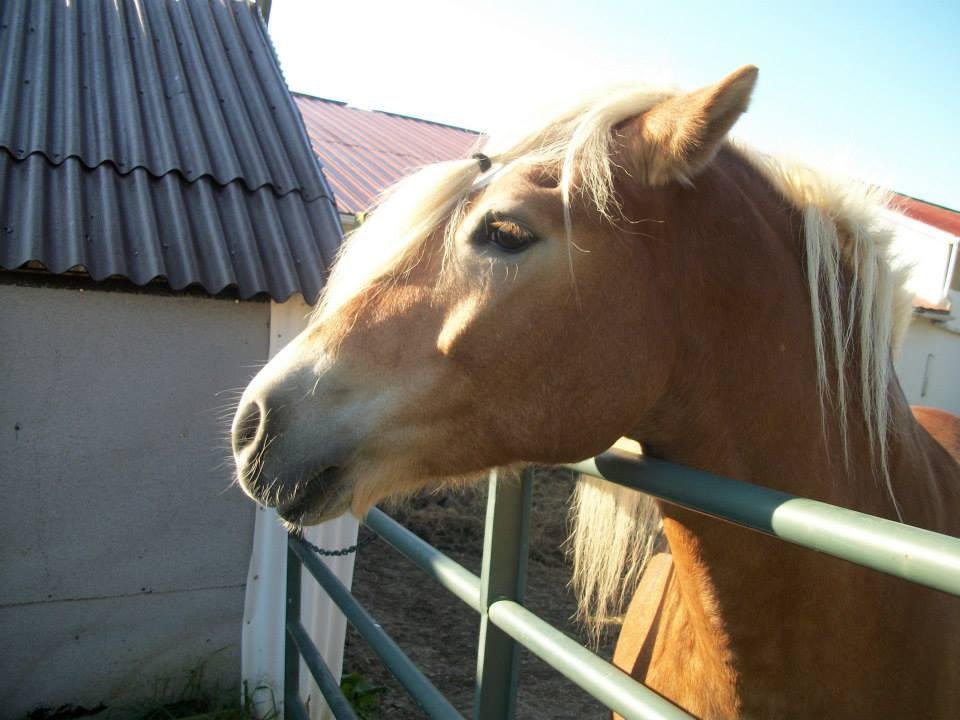 Janice Dugan's album, Paul's 10th BD - Riding Lesson