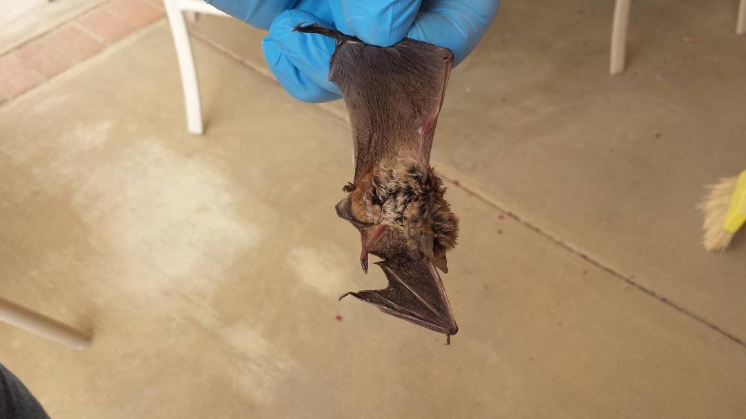 picked this little fruit bat up at my mothers house hiding behind a wall hanging........guess they can't hold their breath under water........ go figure........