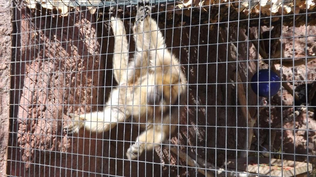 James H. Devall's album, ABQ Bio Zoo