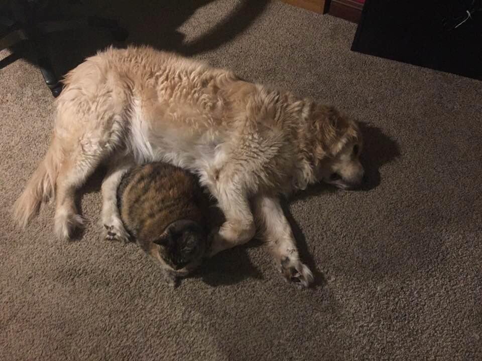 It's nice when the animals get snuggly