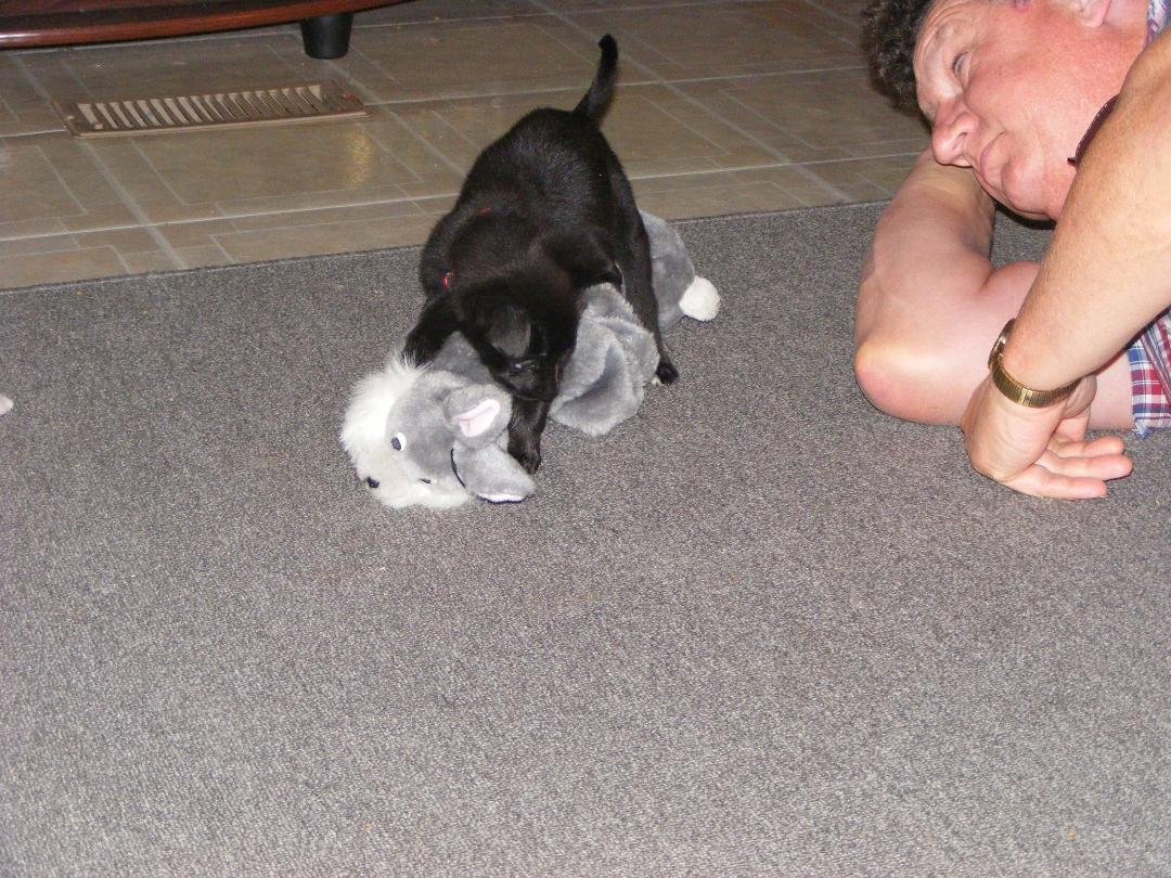 Sammie chewing on rabbit