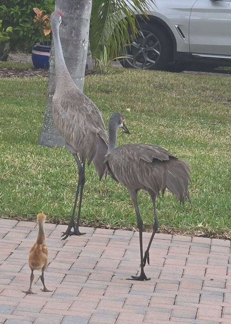 What a thrill to spot a baby sand hill crane and its parents in my driveway today!