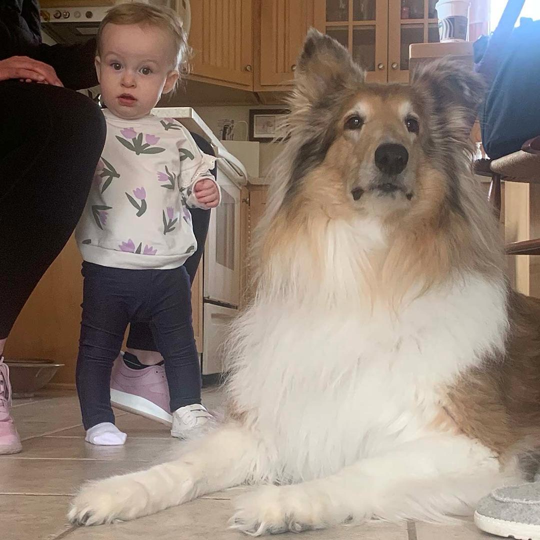 Maddie came with her mom to visit today! I was on my best puppy behavior. #puppyfun #colliesofinstagram #dogsofwisconsin #wisconsindogs #lodi #lodiwi #springcollies #aprilfoolsday