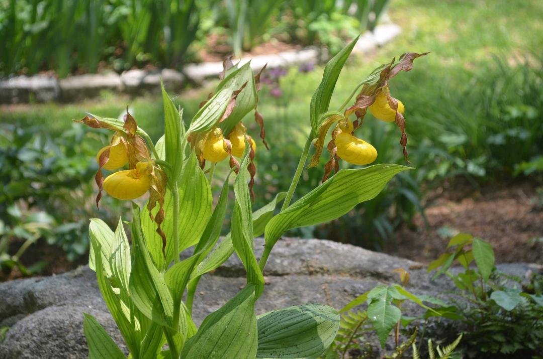 Closeup of the Lady Slippers, and I think some poison ivy... yech!